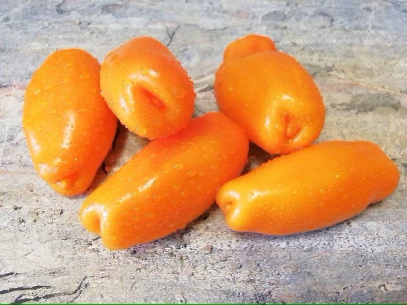 Zigalo Orange paradicsom - Narancs Fütyi paradicsom, Lycopersicum esculentum, paradicsom